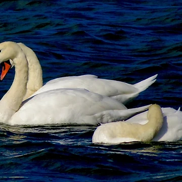 Artwork thumbnail, Swans by Ribster13