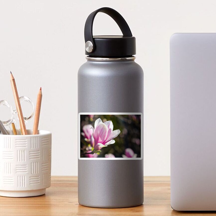 blossom of magnolia tree in springtime Sticker