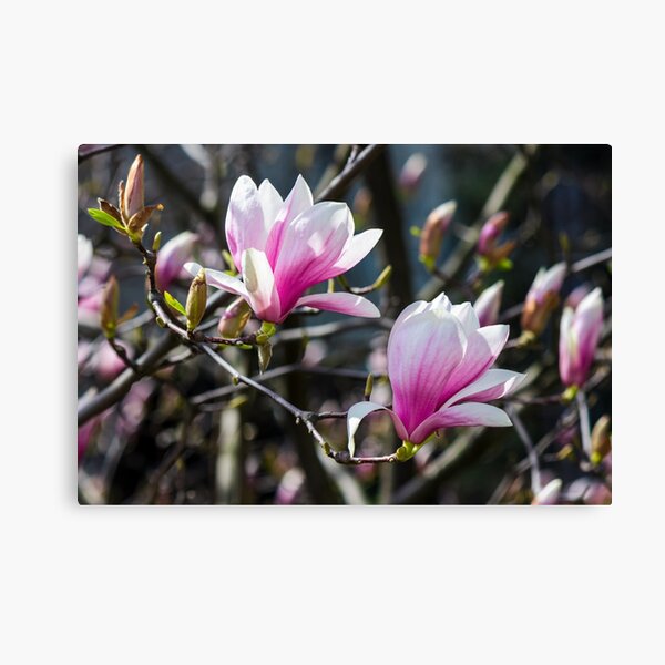 blossom of magnolia tree in springtime Canvas Print