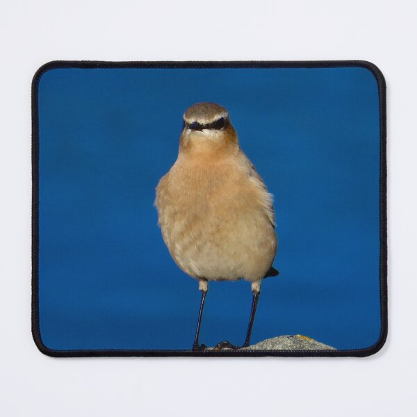Item preview, Cute birds designed and sold by Ribster13.