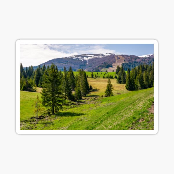 spruce forest on rolling hills in springtime Sticker