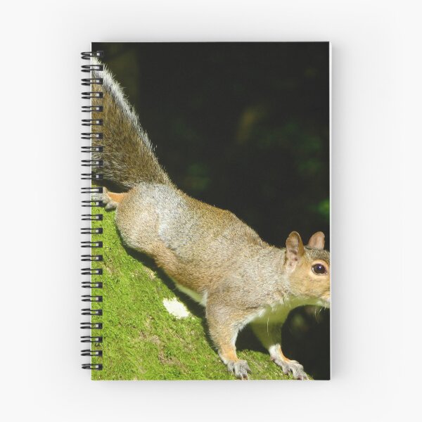 Item preview, Squirrels  designed and sold by Ribster13.