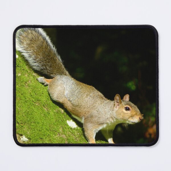 Item preview, Squirrels designed and sold by Ribster13.