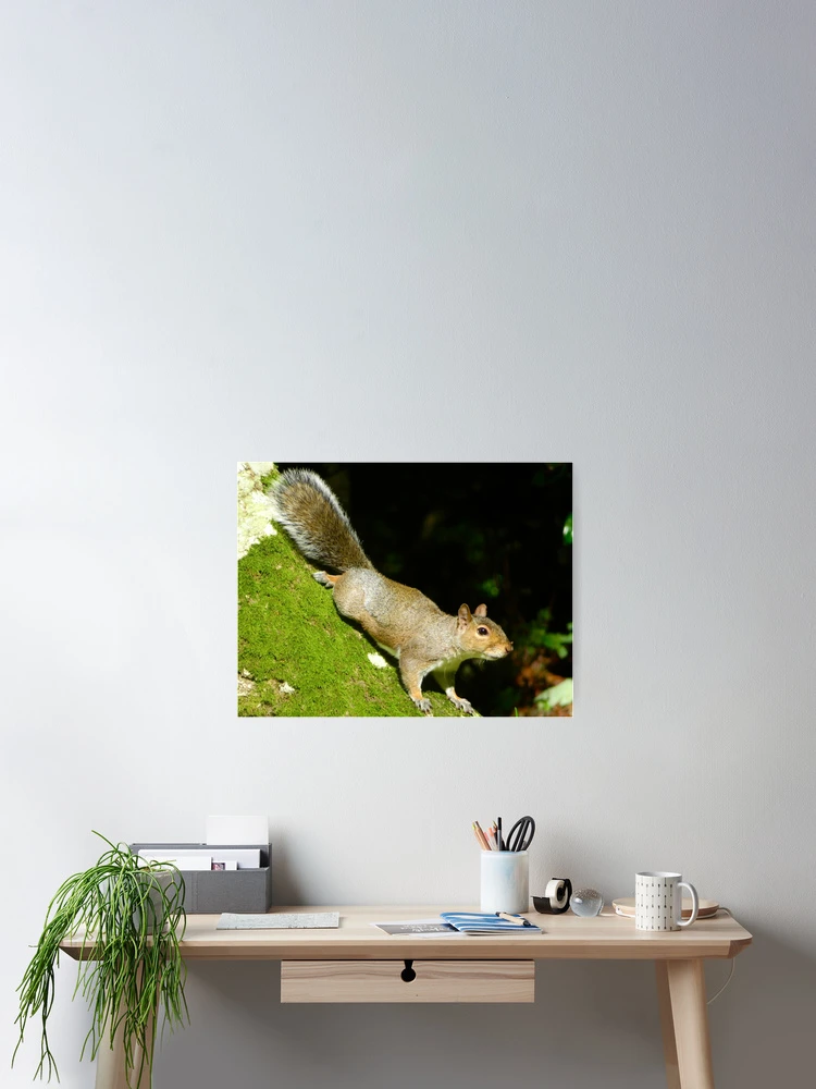 Thumbnail 2 of 3, Poster, Squirrels designed and sold by Ribster13.
