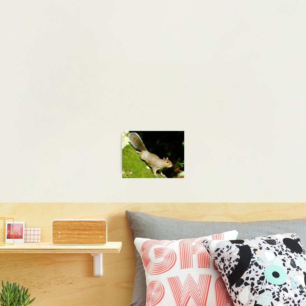 Item preview, Photographic Print designed and sold by Ribster13.