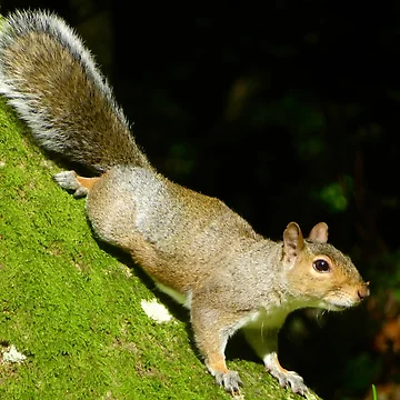 Artwork thumbnail, Squirrels by Ribster13