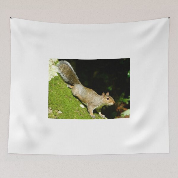 Item preview, Squirrels  designed and sold by Ribster13.