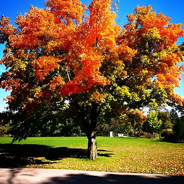 Artwork thumbnail, Autumn tree by Nensy fensy 