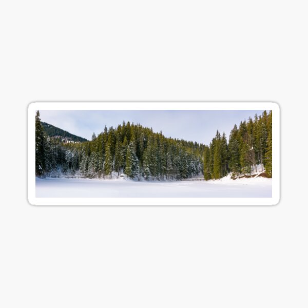 panorama of coniferous forest in winter Sticker