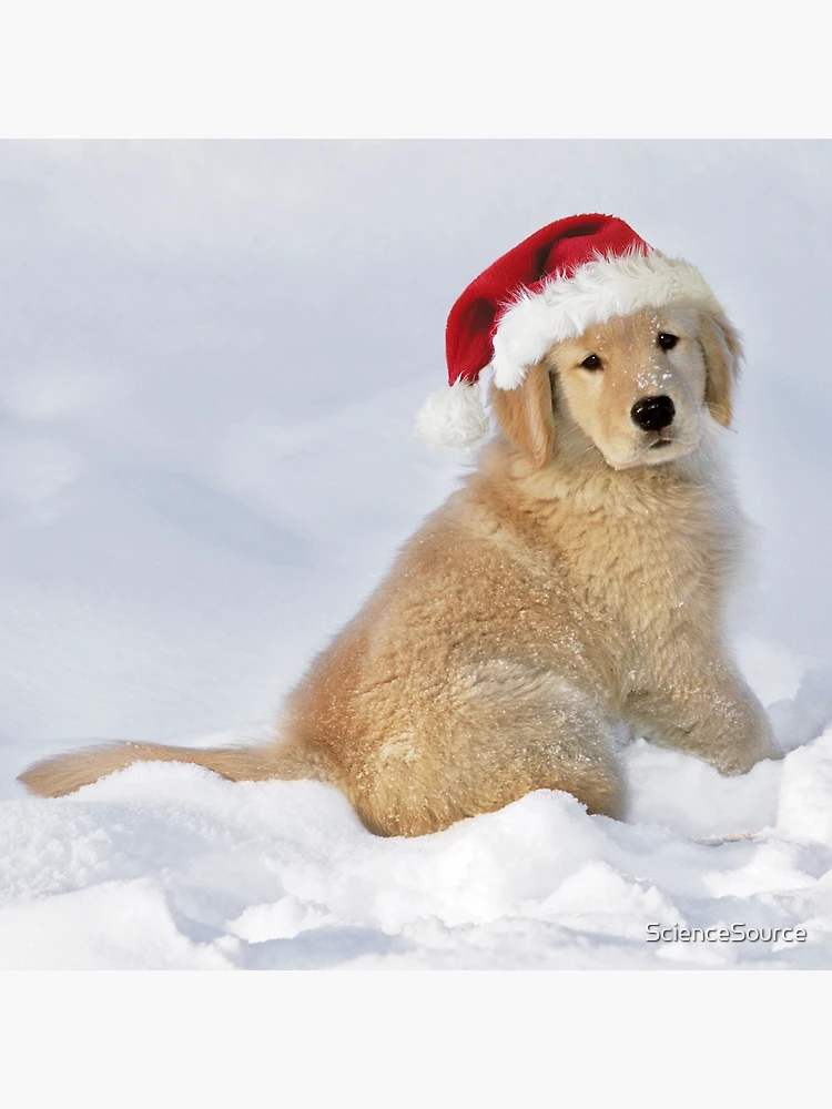 Golden retriever with santa hat hotsell