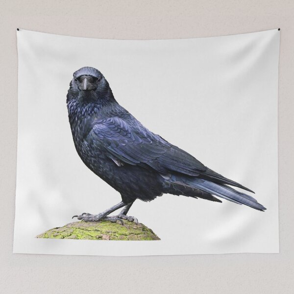 Item preview, Carrion crow looking at you angrily designed and sold by kavohh707.