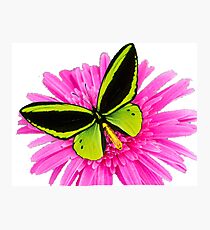Butterfly on flower Photographic Print