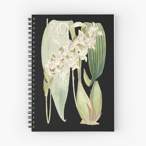 Item preview, Burbidge Borneo Orchids designed and sold by DreamingBeetle.