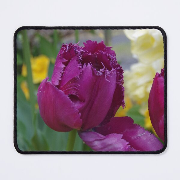 Item preview, Purple Fringe Tulip - Somerset Garden UK designed and sold by lezvee.