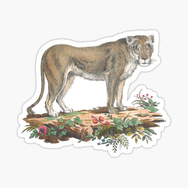 Item preview, Lioness Standing in Dirt with Flowers Vintage Chromolithograph Innocente Alessandri Painting Animal Lover Gift designed and sold by ElegantTeaTime.