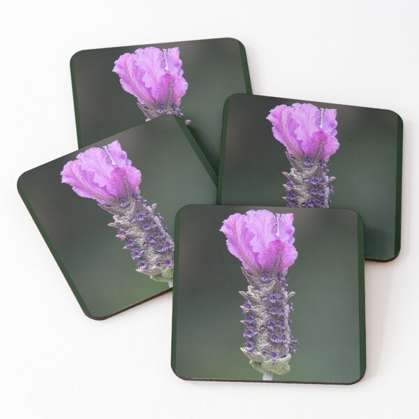 Item preview, Single Lavender Flower "Purple Reign" cultivar variety.  designed and sold by Connie Pinson.