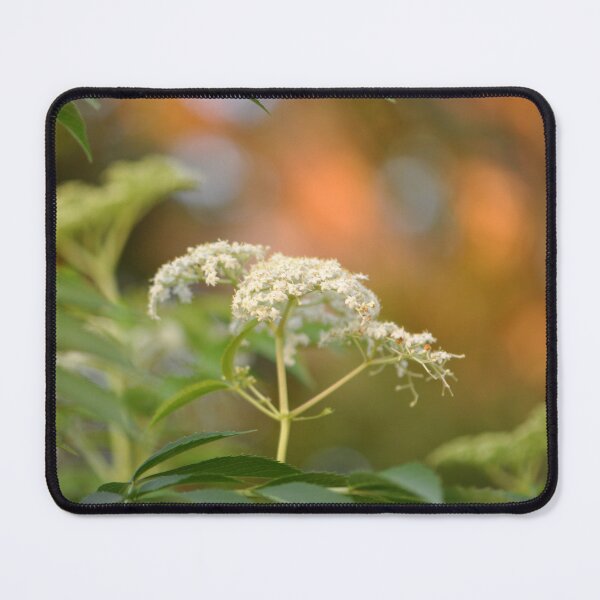 Item preview, Elderberry white flower bunch and leaves designed and sold by IPPhotography.