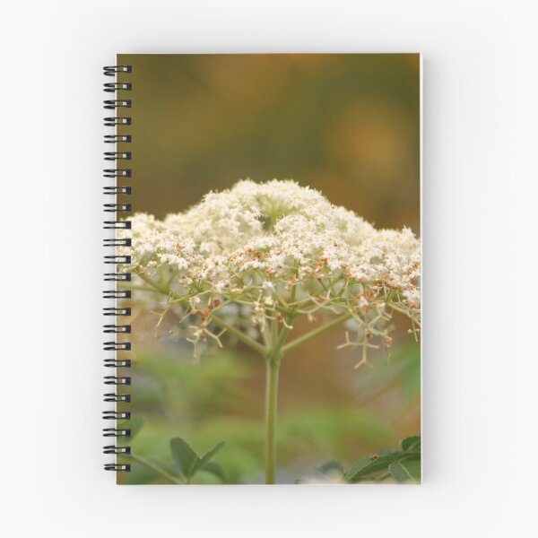 Item preview, A bouquet of white Elder flowers on a golden background designed and sold by IPPhotography.