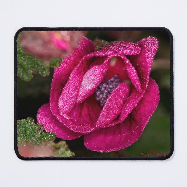 Item preview, Macros (34) designed and sold by Wolf Sverak Photography.