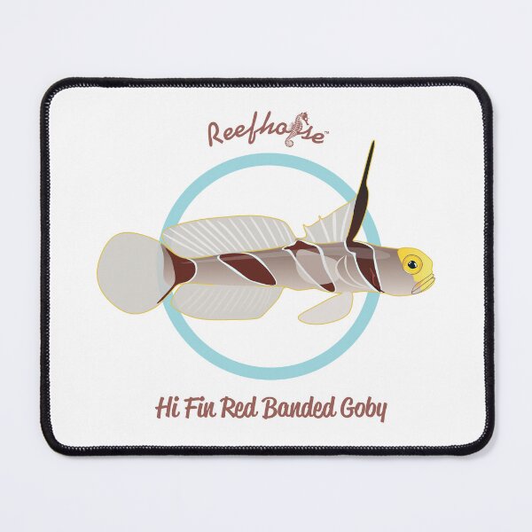 Item preview, Hi Fin Red Banded Goby designed and sold by KaplanCrypto.