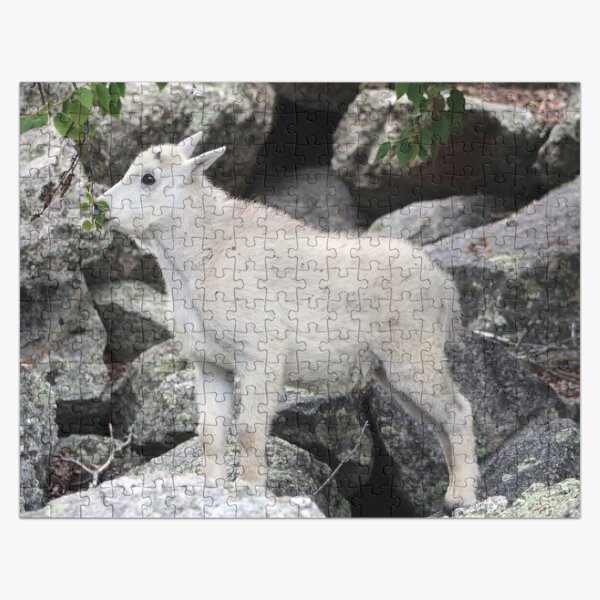 Baby Mountain Goat Photography Puzzle Jigsaw Puzzle