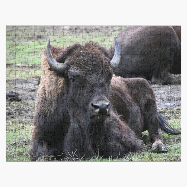 Grumpy Bison Photography Puzzle Jigsaw Puzzle