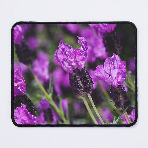 Item preview, Pink Lavender Flower On Display designed and sold by Joy Watson - Natural Light Photography .