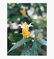 Flower Photographic Print