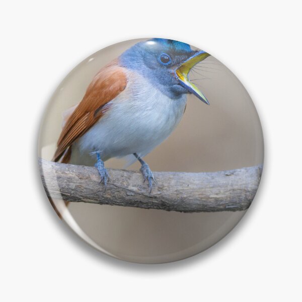 Item preview, Paradise flycatcher designed and sold by upadhyay.