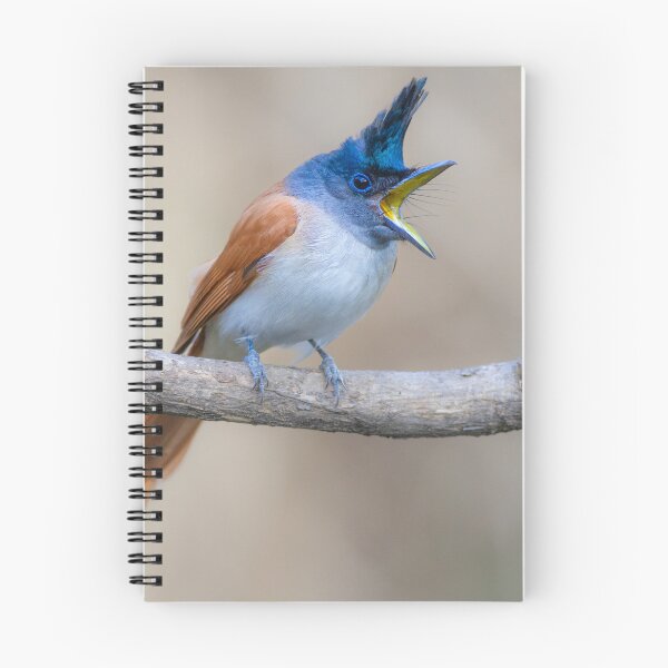 Item preview, Paradise flycatcher designed and sold by upadhyay.