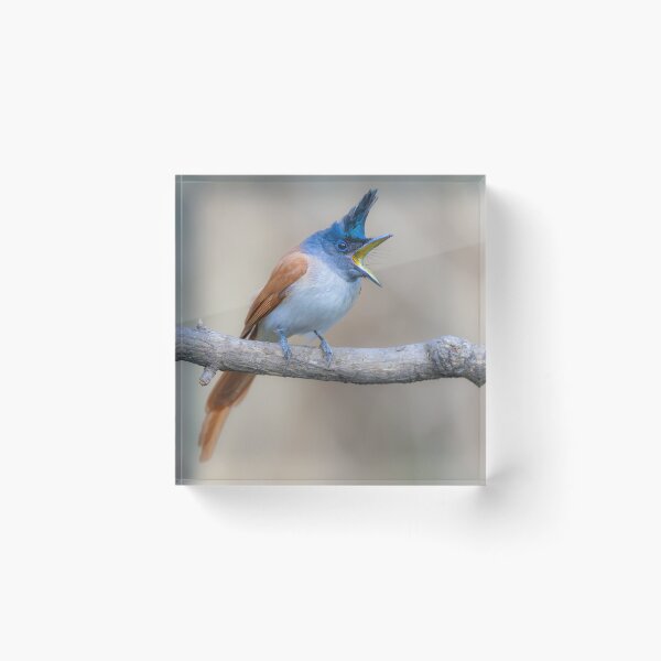 Item preview, Paradise flycatcher designed and sold by upadhyay.
