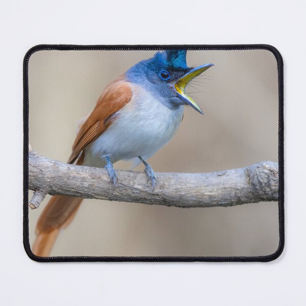 Item preview, Paradise flycatcher designed and sold by upadhyay.