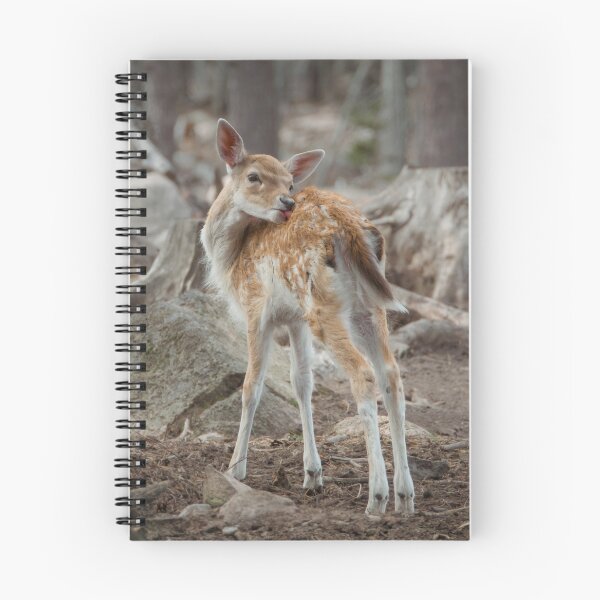 Item preview, Fallow deer fawn grooming designed and sold by WildEncounters.