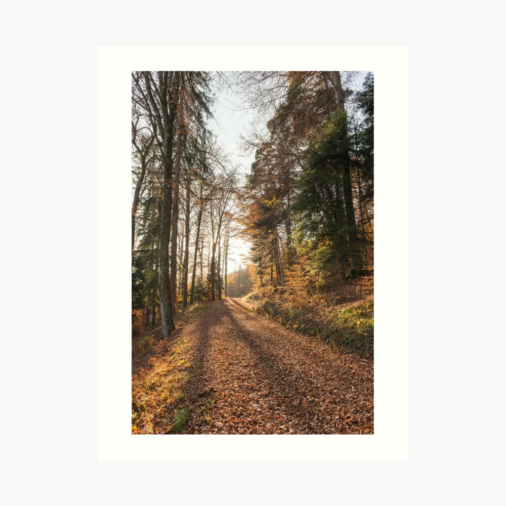 Dekorfolie Wald - weißer Herbstwald auf transp. Folie