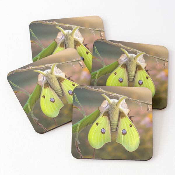 Item preview, Luna Moth - Gold Leaf designed and sold by Glenburn Graphics.