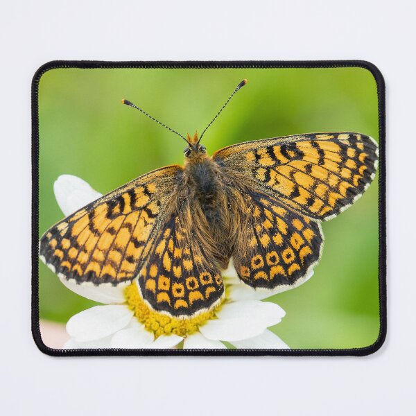 Item preview, Glanville fritillary designed and sold by Eyes on Butterflies.