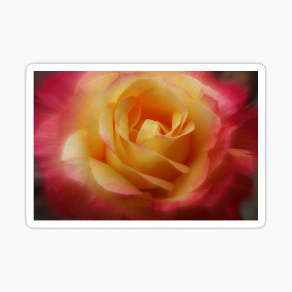 To dive into a rose at an accelerated speed Sticker