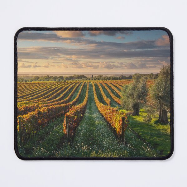 Item preview, Bolgheri vineyards and olive trees. Tuscany, Italy designed and sold by Stefano Orazzini.