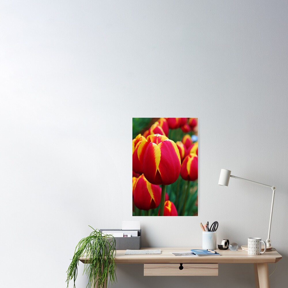 "Tulip time." Poster by Varcoe Redbubble
