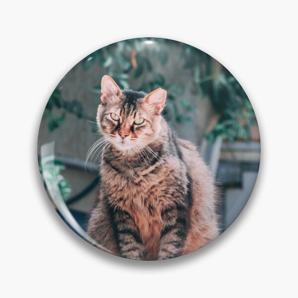 Item preview, Cat in Tel Aviv designed and sold by Alexander Peterson.