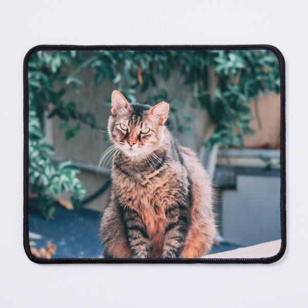 Item preview, Cat in Tel Aviv designed and sold by Alexander Peterson.