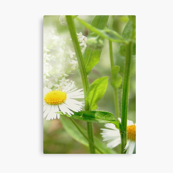 Freshnes Canvas Print