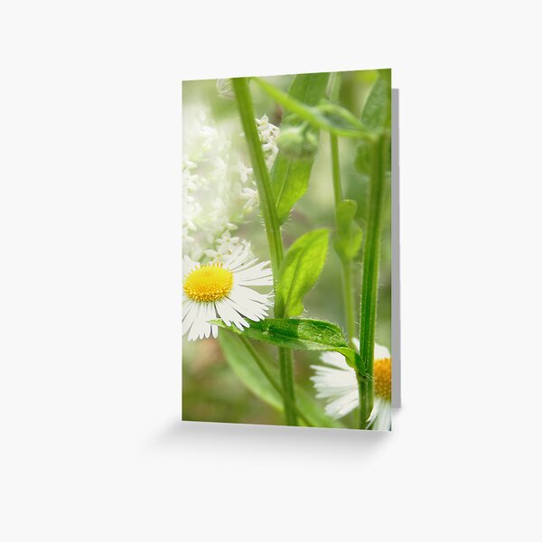 Freshnes Greeting Card