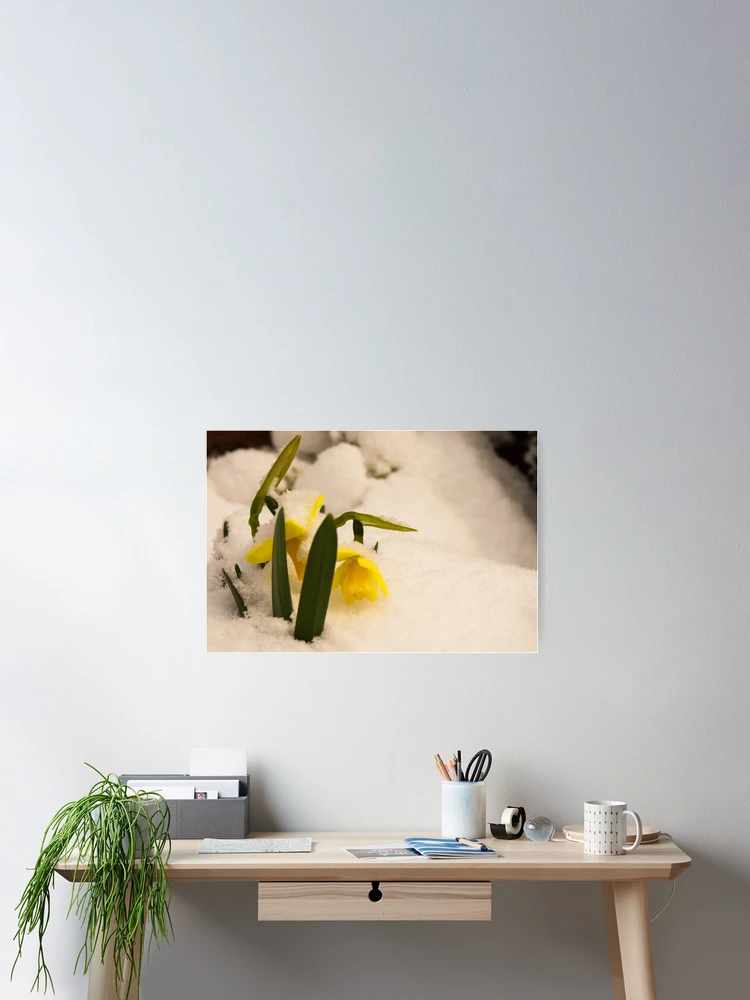 Thumbnail 2 of 3, Poster, Winter/Spring designed and sold by SweetLemon.
