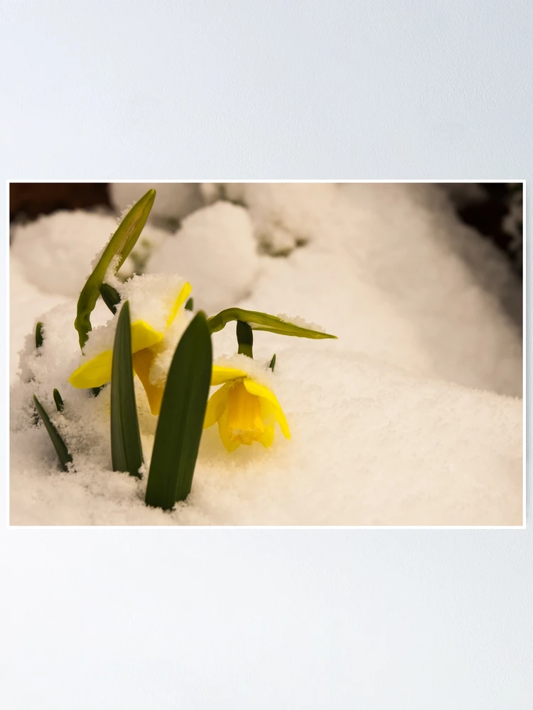 Thumbnail 1 of 3, Poster, Winter/Spring designed and sold by SweetLemon.