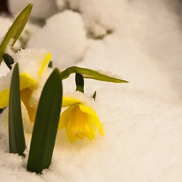 Artwork thumbnail, Winter/Spring by SweetLemon
