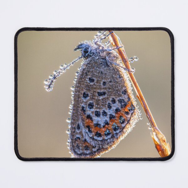 Item preview, Silver-studded blue designed and sold by Eyes on Butterflies.