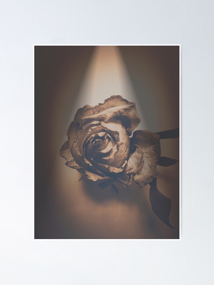 Thumbnail 1 of 3, Poster, A Rose is Born Art Photo designed and sold by OneDayArt.
