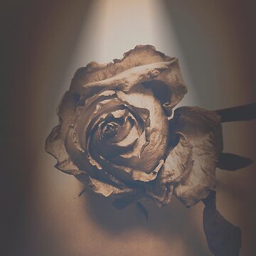 Artwork thumbnail, A Rose is Born Art Photo by OneDayArt