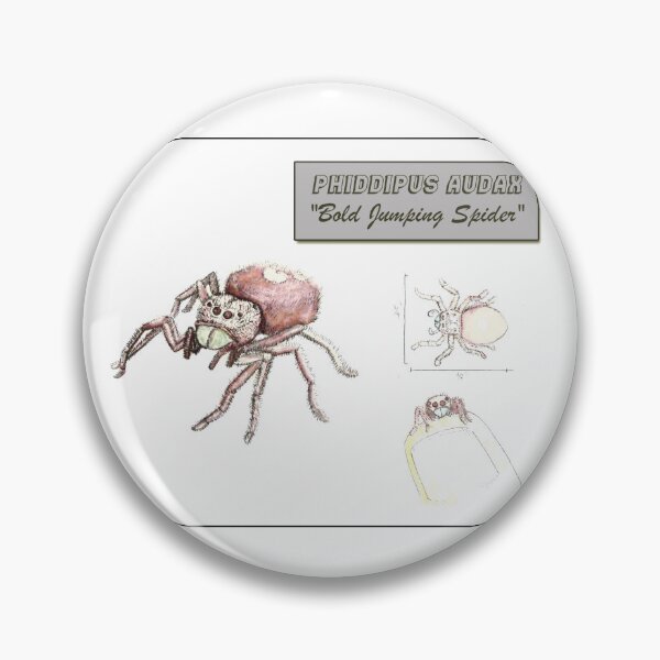 Artikelvorschau, Phippipus Audax, die „kühne Springspinne“ entworfen und verkauft von Robert Landon Price.